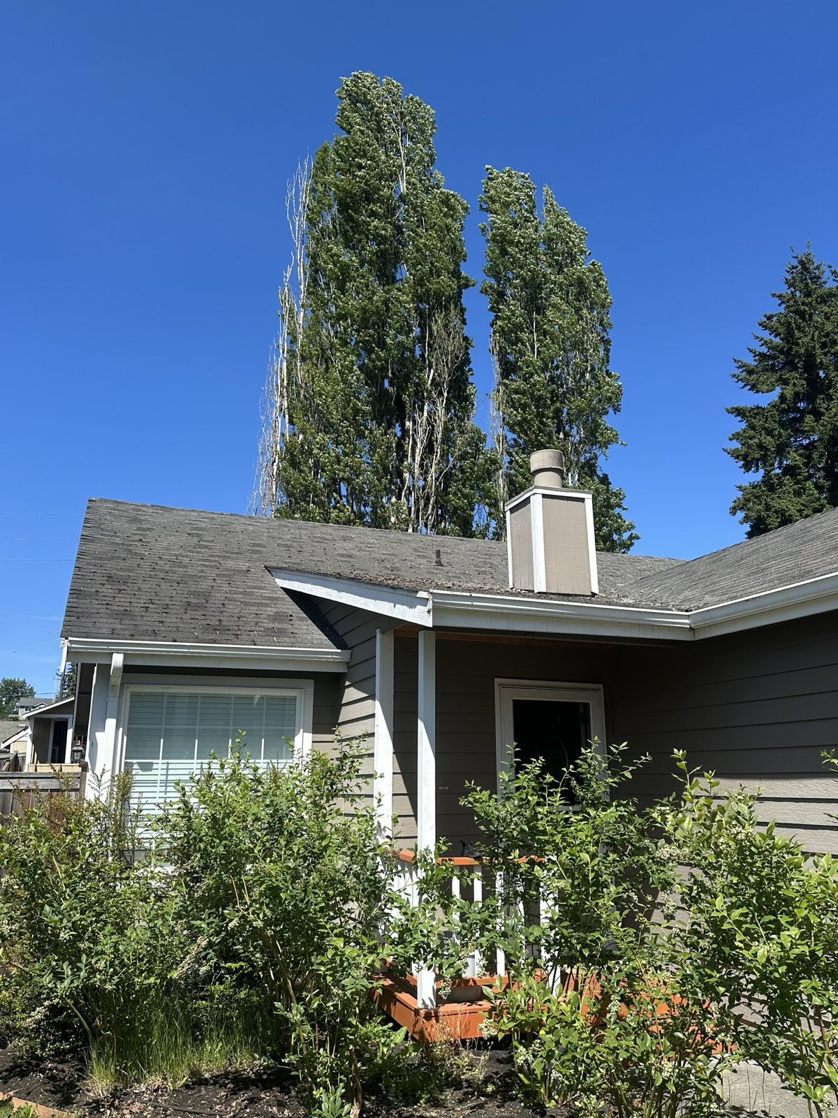New gray composition roofline and chimney framed by tall poplar trees